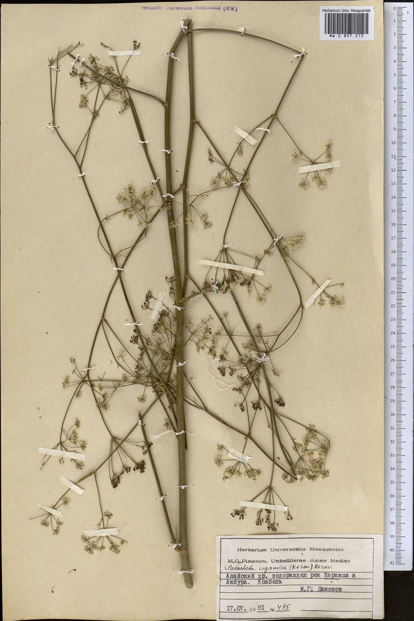 Scaligeria ugamica Korovin, Middle Asia, Pamir & Pamiro-Alai (M2) (Kyrgyzstan)