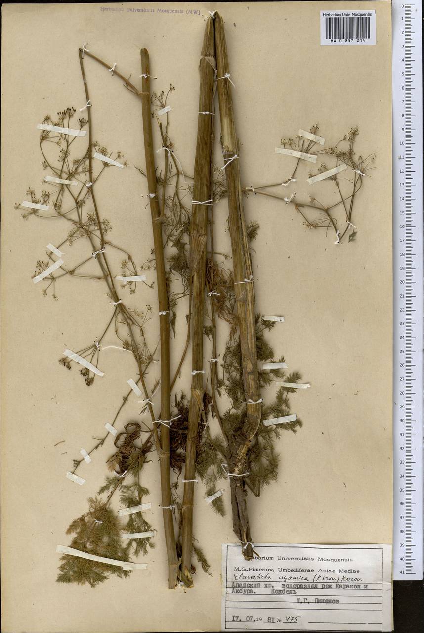 Scaligeria ugamica Korovin, Middle Asia, Pamir & Pamiro-Alai (M2) (Kyrgyzstan)