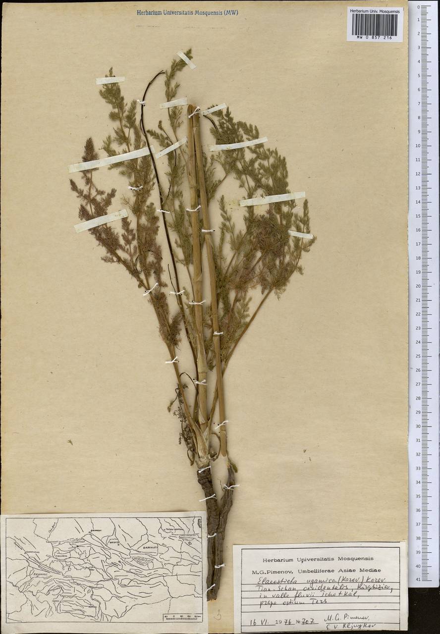 Scaligeria ugamica Korovin, Middle Asia, Western Tian Shan & Karatau (M3) (Kyrgyzstan)