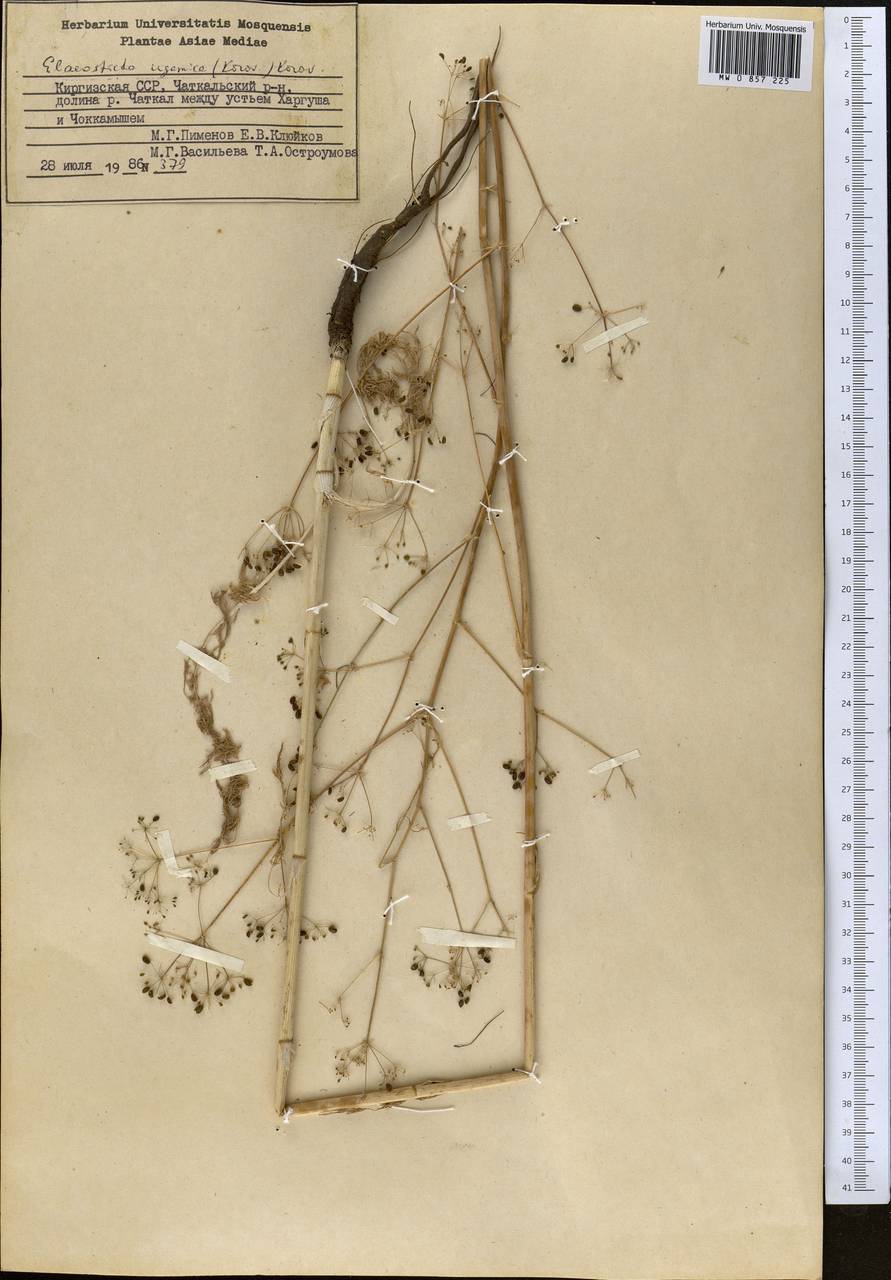 Scaligeria ugamica Korovin, Middle Asia, Western Tian Shan & Karatau (M3) (Kyrgyzstan)