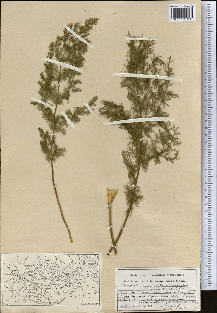 Scaligeria ugamica Korovin, Middle Asia, Western Tian Shan & Karatau (M3) (Kyrgyzstan)