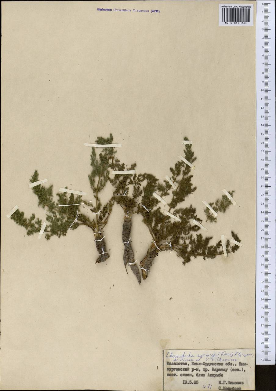 Scaligeria ugamica Korovin, Middle Asia, Western Tian Shan & Karatau (M3) (Kazakhstan)