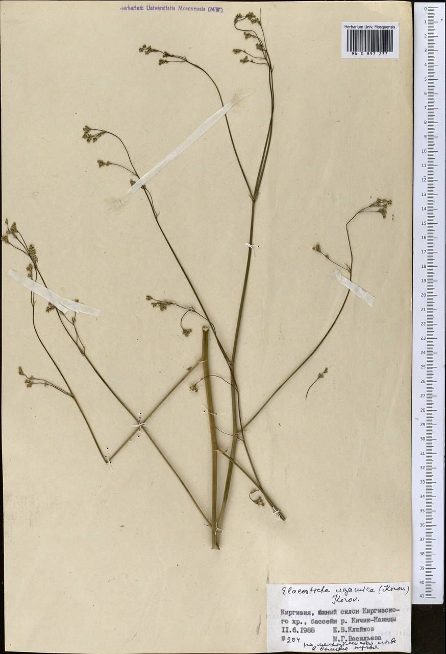 Scaligeria ugamica Korovin, Middle Asia, Northern & Central Tian Shan (M4) (Kyrgyzstan)