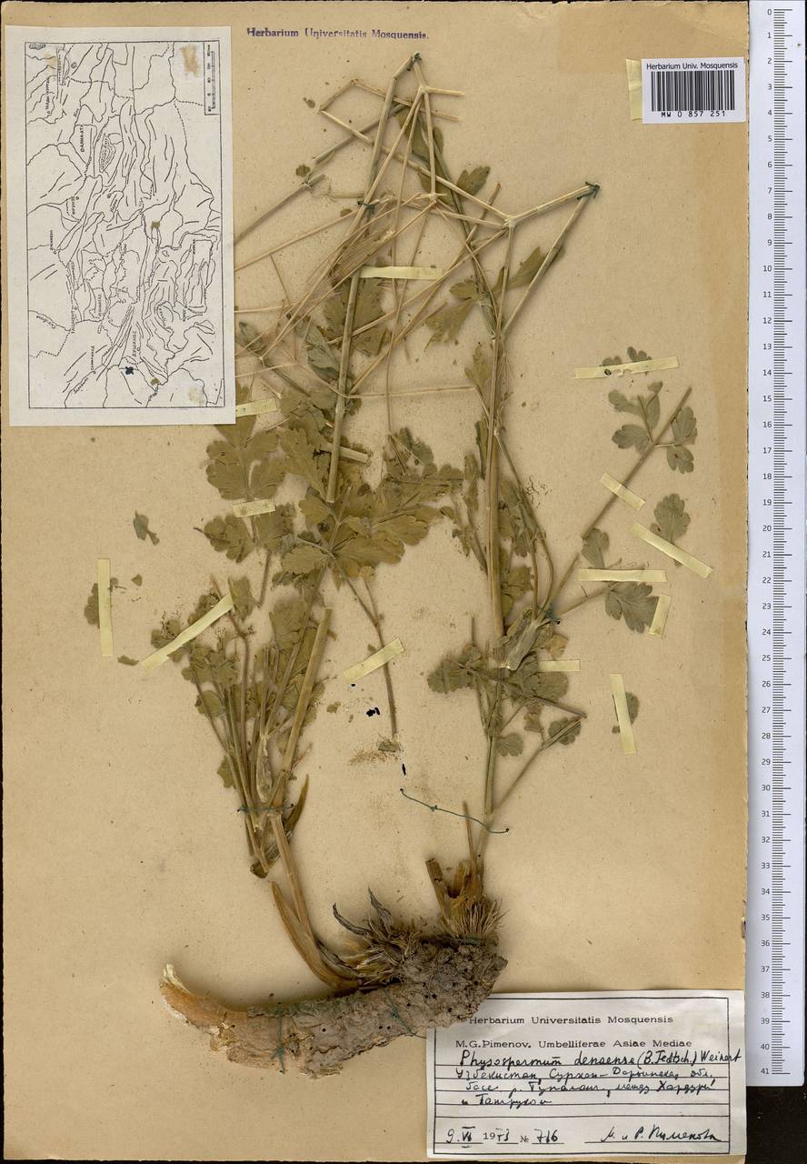 Sphaerosciadium denaense (Schischk.) M.G. Pimenov & E.V. Klyuikov, Middle Asia, Pamir & Pamiro-Alai (M2) (Uzbekistan)