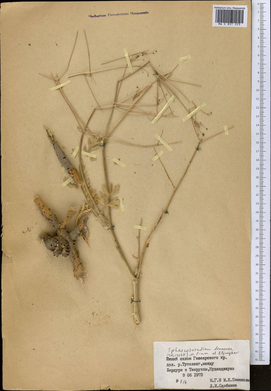 Sphaerosciadium denaense (Schischk.) M.G. Pimenov & E.V. Klyuikov, Middle Asia, Pamir & Pamiro-Alai (M2) (Tajikistan)