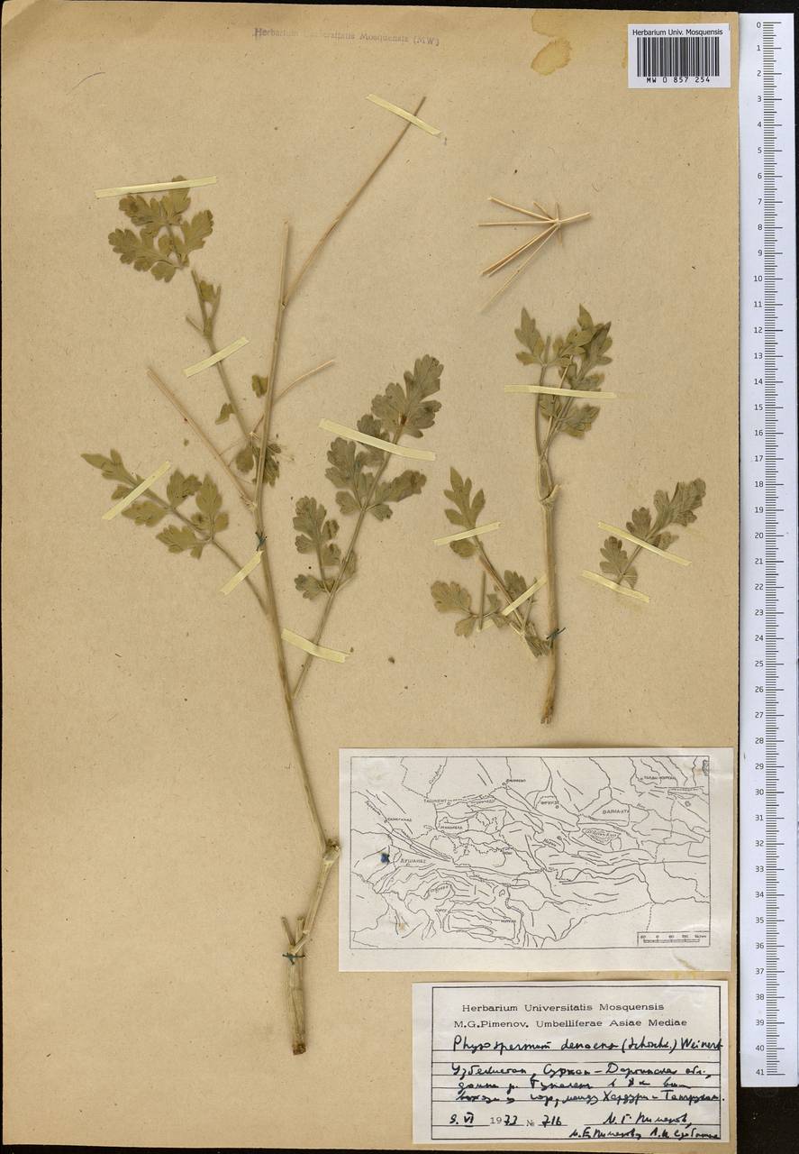 Sphaerosciadium denaense (Schischk.) M.G. Pimenov & E.V. Klyuikov, Middle Asia, Pamir & Pamiro-Alai (M2) (Tajikistan)