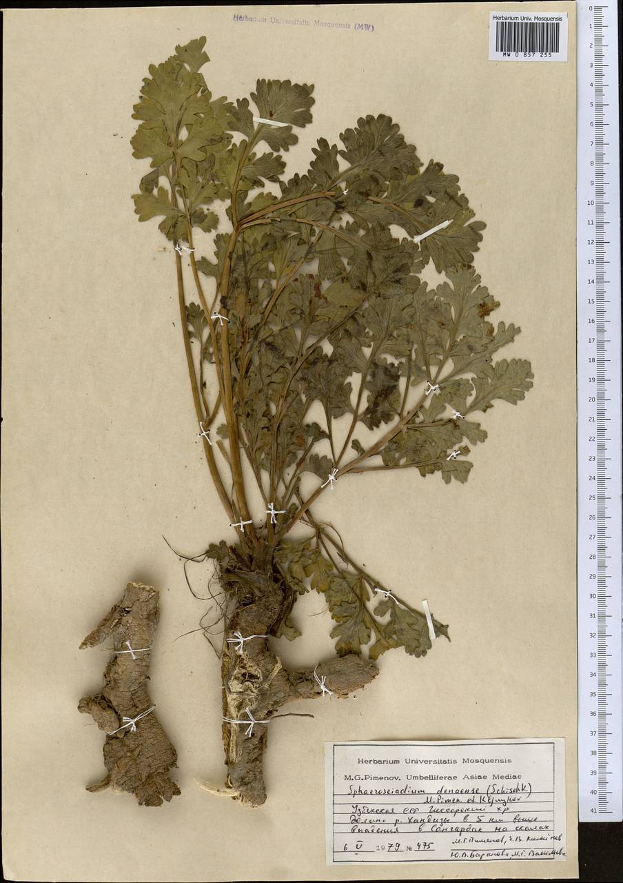 Sphaerosciadium denaense (Schischk.) M.G. Pimenov & E.V. Klyuikov, Middle Asia, Pamir & Pamiro-Alai (M2) (Uzbekistan)