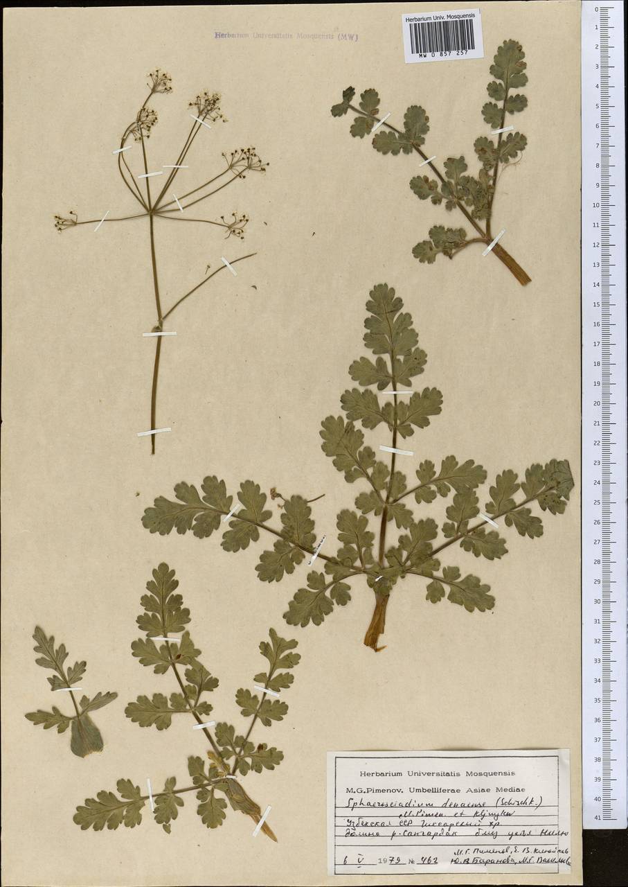 Sphaerosciadium denaense (Schischk.) M.G. Pimenov & E.V. Klyuikov, Middle Asia, Pamir & Pamiro-Alai (M2) (Uzbekistan)