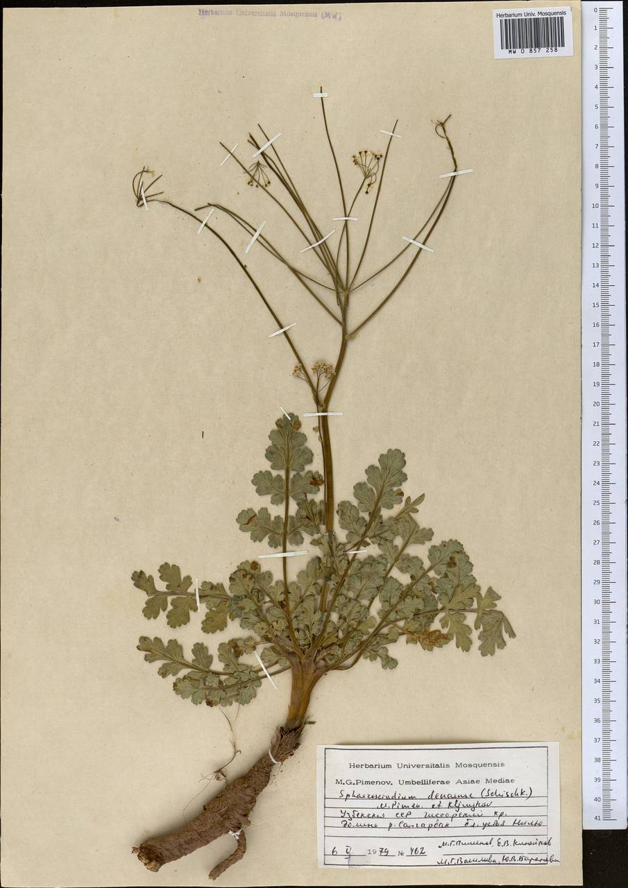 Sphaerosciadium denaense (Schischk.) M.G. Pimenov & E.V. Klyuikov, Middle Asia, Pamir & Pamiro-Alai (M2) (Uzbekistan)