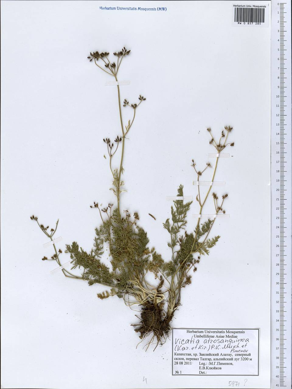 Vicatia atrosanguinea (Kar. & Kir.) P. K. Mukh. & Pimenov, Middle Asia, Northern & Central Tian Shan (M4) (Kazakhstan)