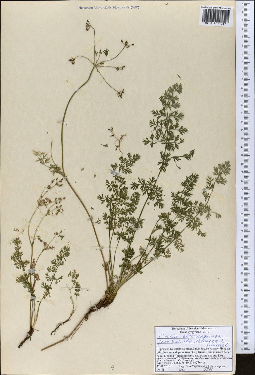 Vicatia atrosanguinea (Kar. & Kir.) P. K. Mukh. & Pimenov, Middle Asia, Northern & Central Tian Shan (M4) (Kyrgyzstan)