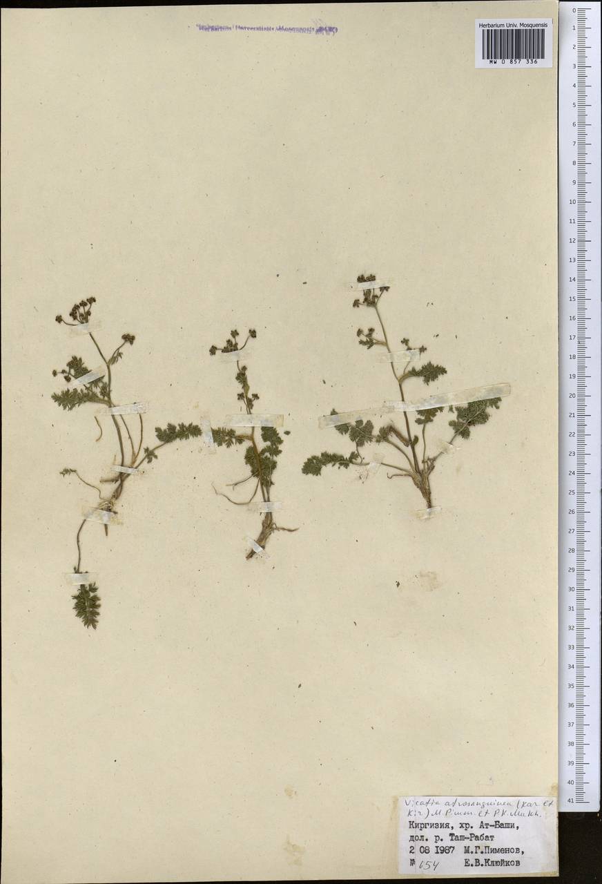 Vicatia coniifolia Wall. ex DC., Middle Asia, Northern & Central Tian Shan (M4) (Kyrgyzstan)