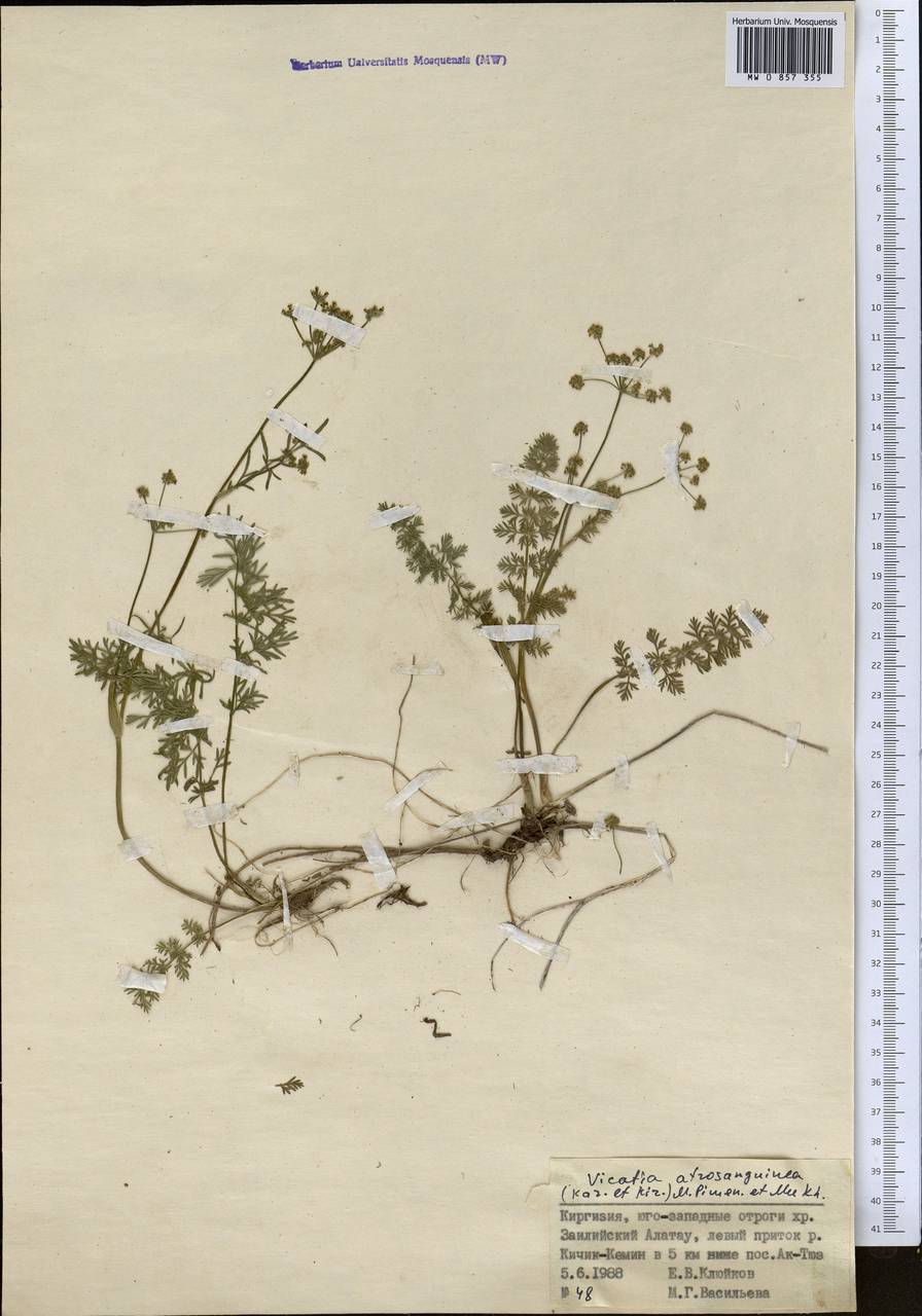 Vicatia coniifolia Wall. ex DC., Middle Asia, Northern & Central Tian Shan (M4) (Kyrgyzstan)