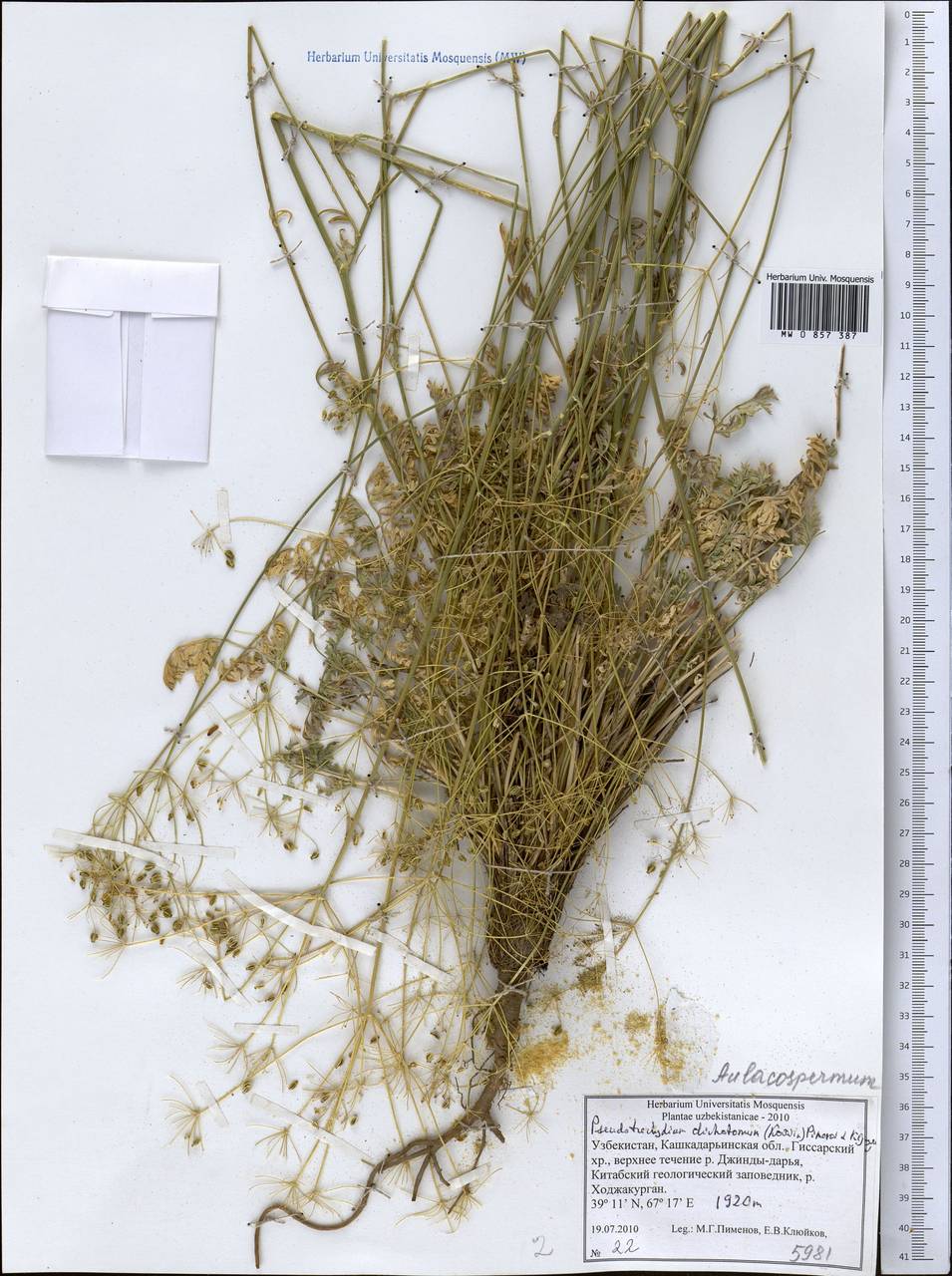 Pseudotrachydium dichotomum (Korovin) Pimenov & Kljuykov, Middle Asia, Pamir & Pamiro-Alai (M2) (Uzbekistan)