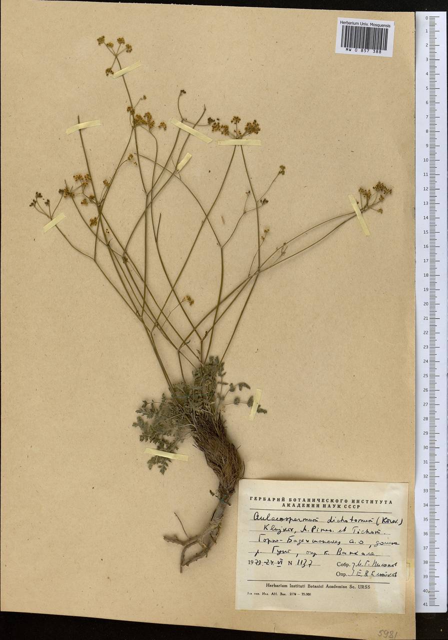 Pseudotrachydium dichotomum (Korovin) Pimenov & Kljuykov, Middle Asia, Pamir & Pamiro-Alai (M2) (Tajikistan)