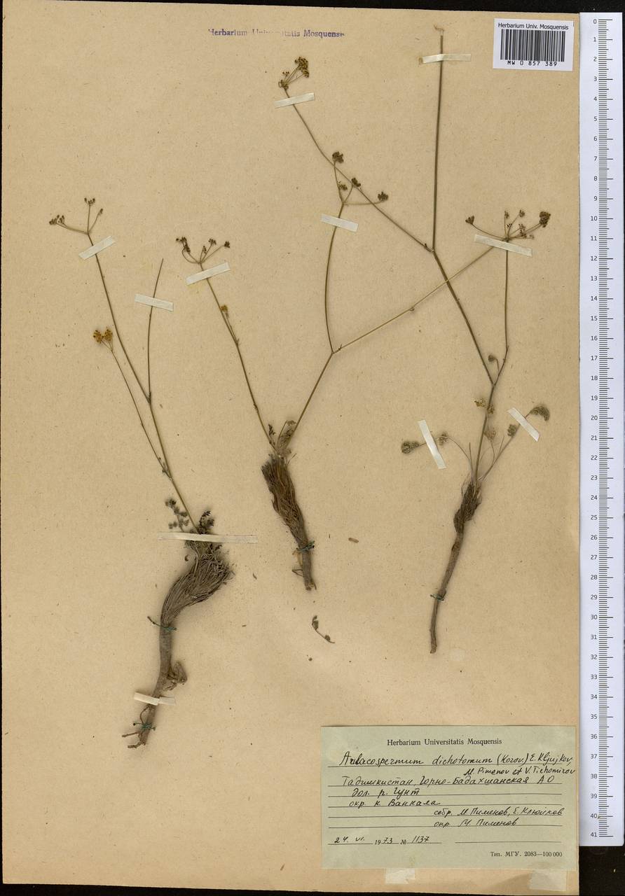 Pseudotrachydium dichotomum (Korovin) Pimenov & Kljuykov, Middle Asia, Pamir & Pamiro-Alai (M2) (Tajikistan)