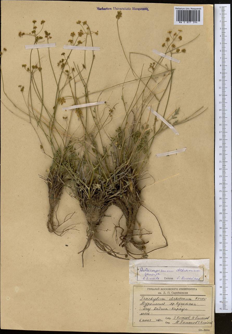 Pseudotrachydium dichotomum (Korovin) Pimenov & Kljuykov, Middle Asia, Pamir & Pamiro-Alai (M2) (Turkmenistan)