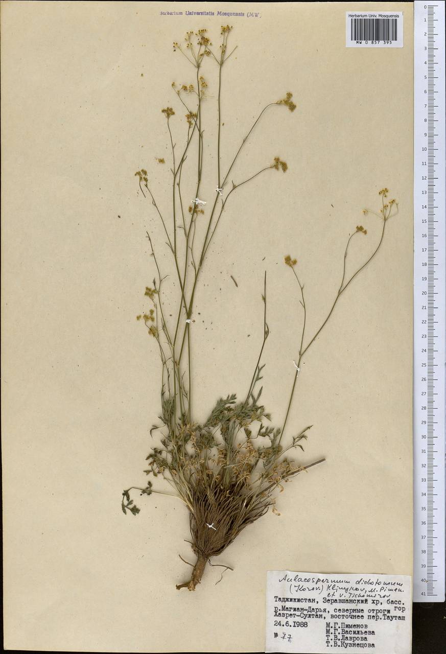 Pseudotrachydium dichotomum (Korovin) Pimenov & Kljuykov, Middle Asia, Pamir & Pamiro-Alai (M2) (Tajikistan)