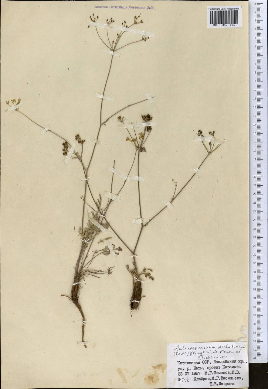Pseudotrachydium dichotomum (Korovin) Pimenov & Kljuykov, Middle Asia, Pamir & Pamiro-Alai (M2) (Kyrgyzstan)