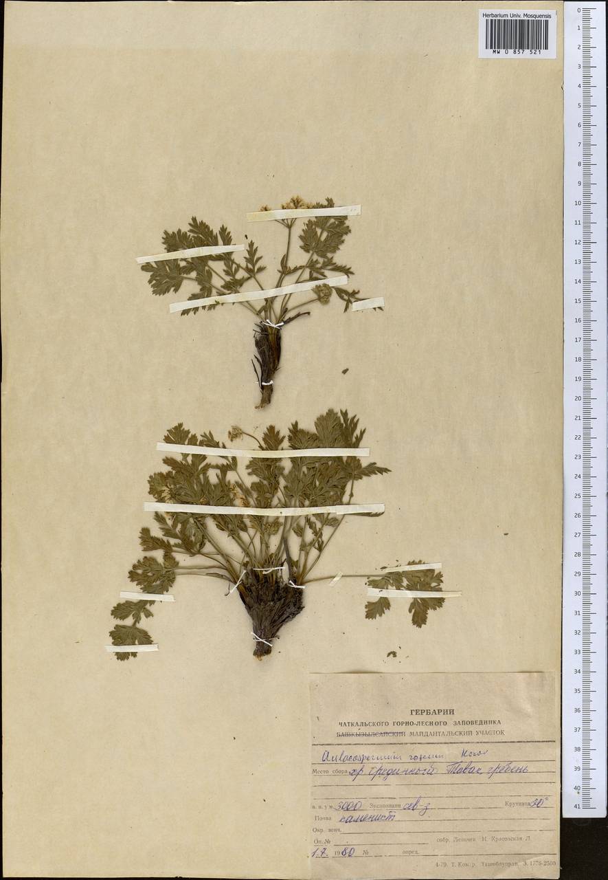 Aulacospermum roseum Korovin, Middle Asia, Western Tian Shan & Karatau (M3) (Uzbekistan)