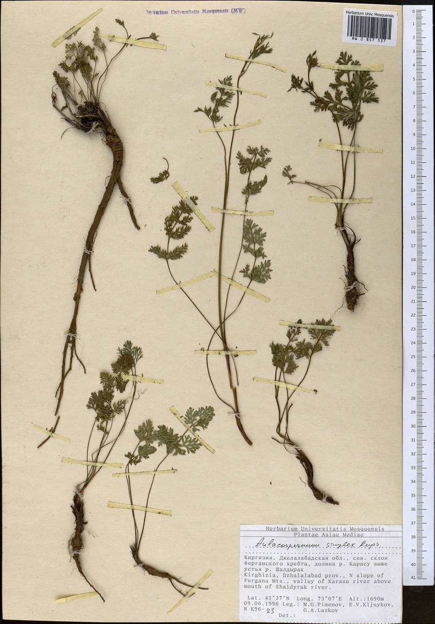 Aulacospermum simplex Rupr., Middle Asia, Western Tian Shan & Karatau (M3) (Kyrgyzstan)