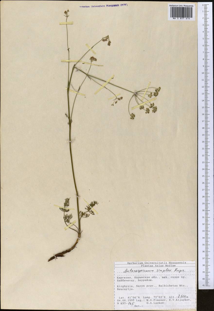 Aulacospermum simplex Rupr., Middle Asia, Northern & Central Tian Shan (M4) (Kyrgyzstan)