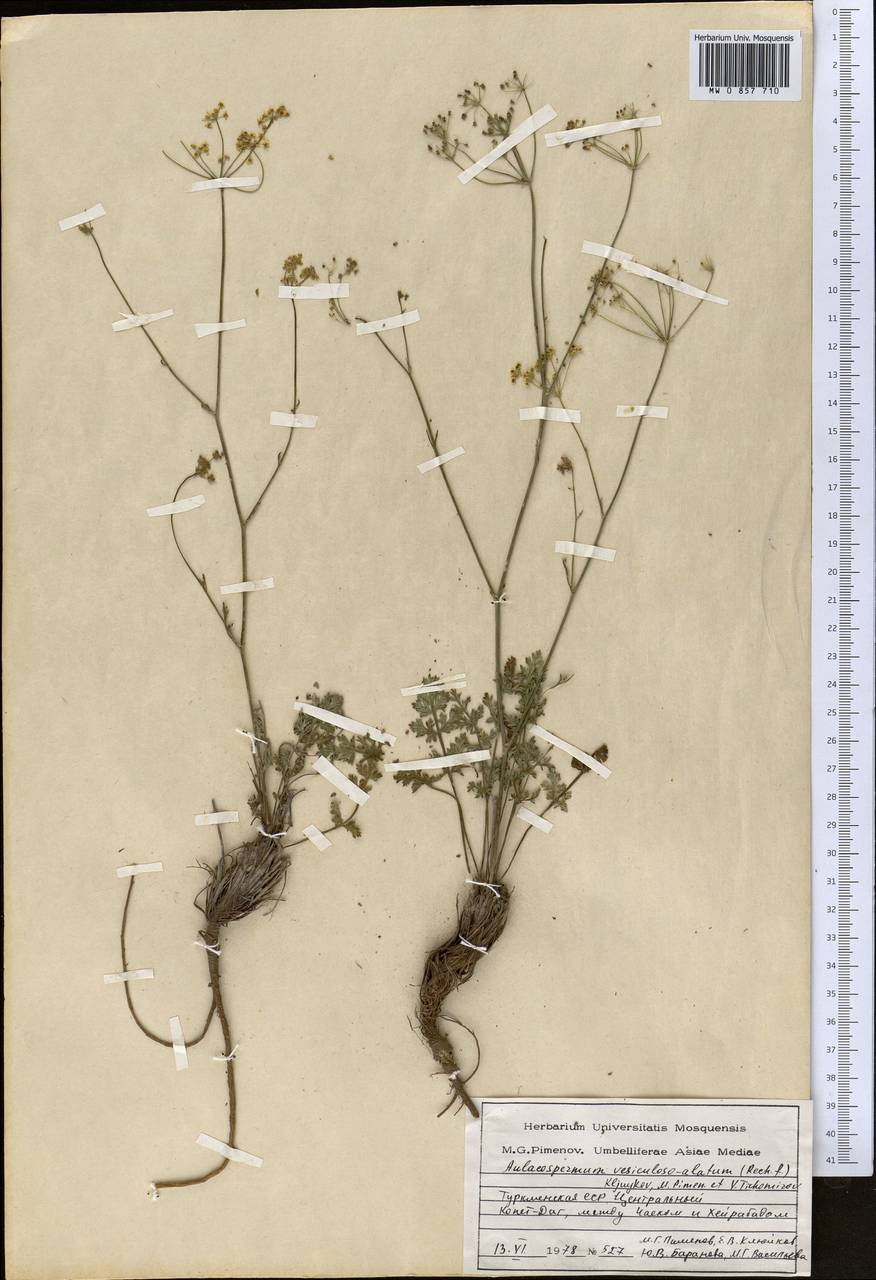 Pseudotrachydium vesiculoso-alatum, Middle Asia, Kopet Dag, Badkhyz, Small & Great Balkhan (M1) (Turkmenistan)