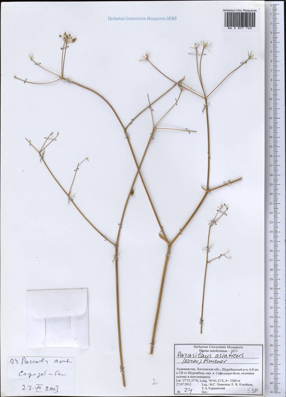 Parasilaus asiaticus (Korov.) M.G. Pimenov, Middle Asia, Pamir & Pamiro-Alai (M2) (Tajikistan)