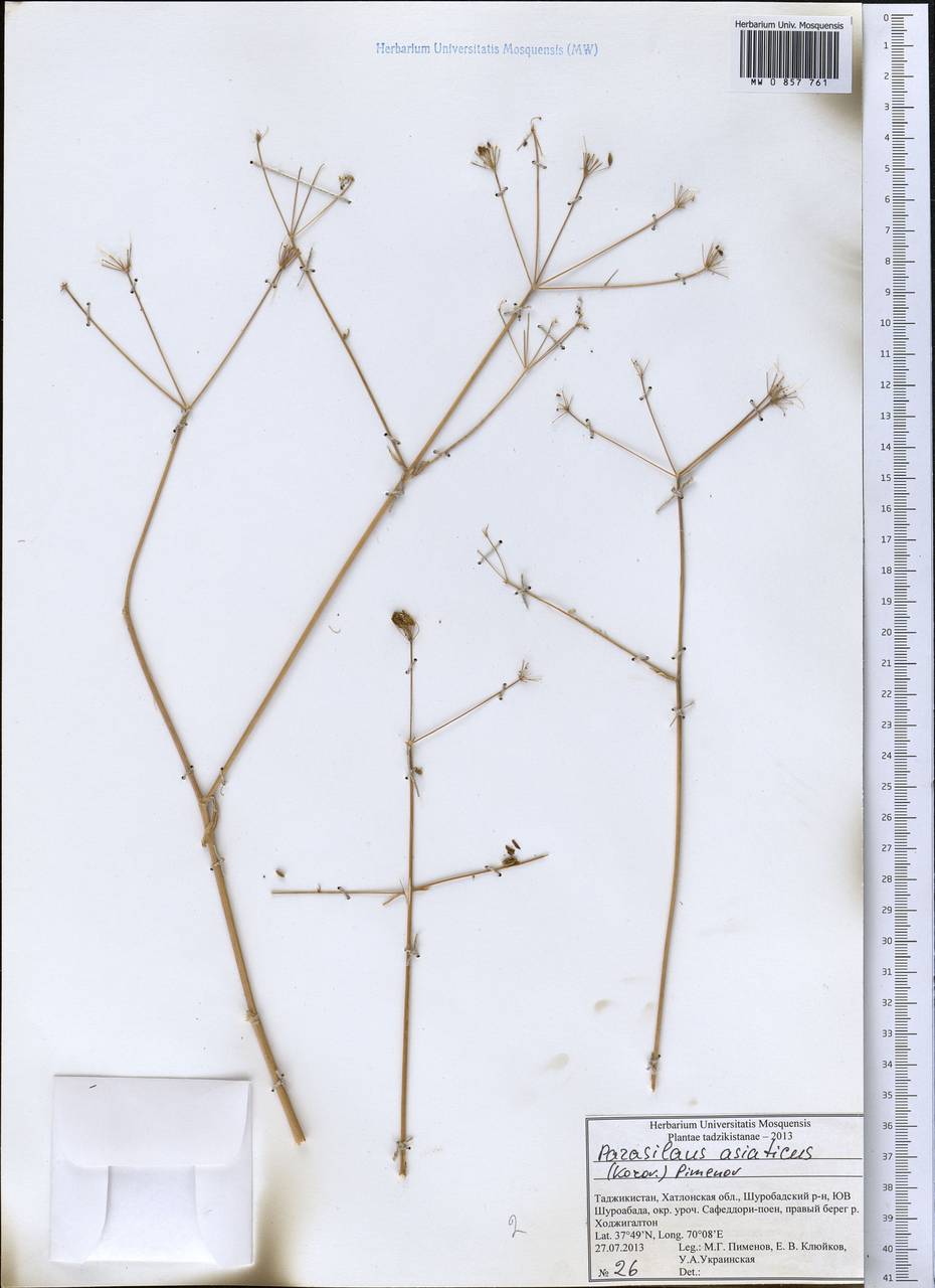 Parasilaus asiaticus (Korov.) M.G. Pimenov, Middle Asia, Pamir & Pamiro-Alai (M2) (Tajikistan)