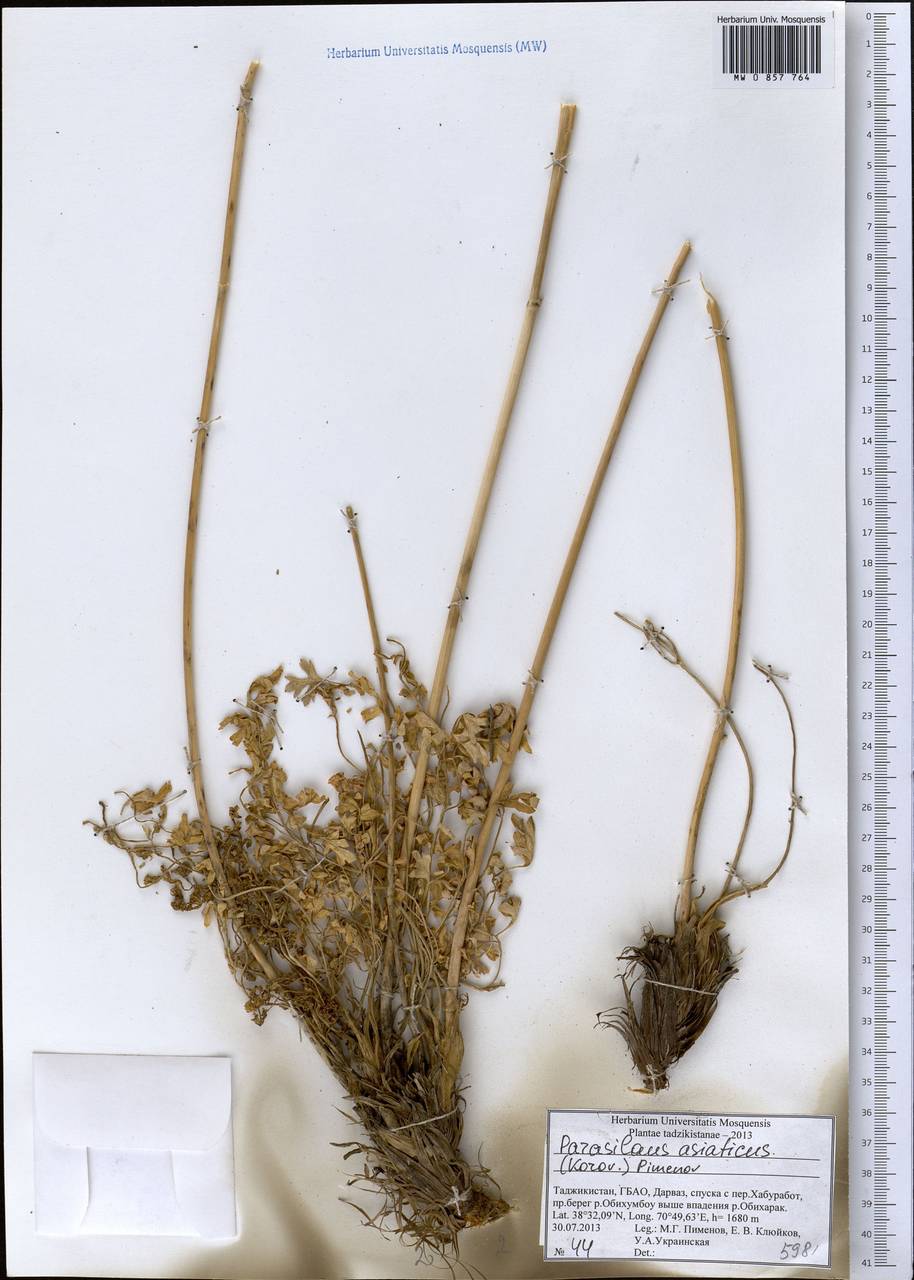 Parasilaus asiaticus (Korov.) M.G. Pimenov, Middle Asia, Pamir & Pamiro-Alai (M2) (Tajikistan)