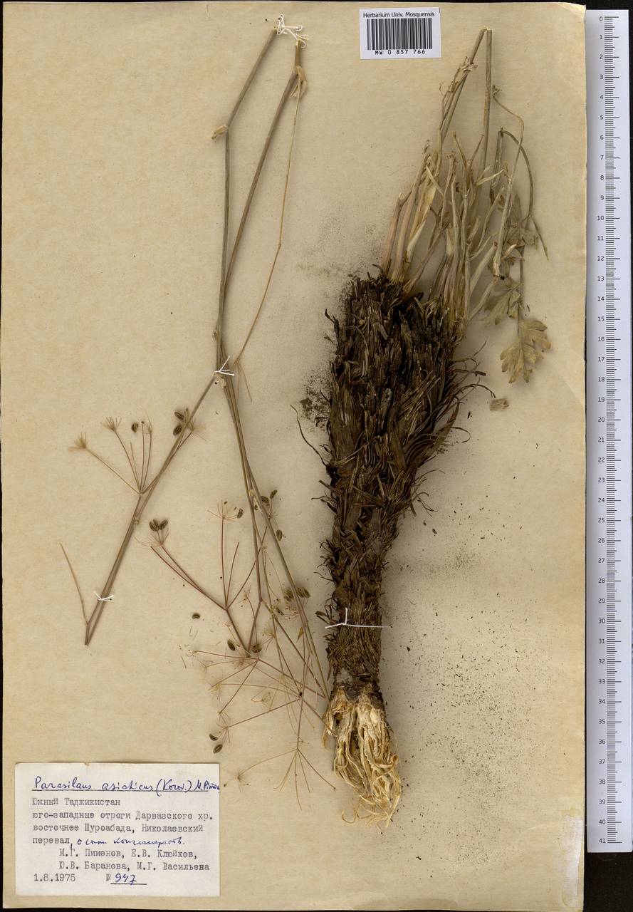 Parasilaus asiaticus (Korov.) M.G. Pimenov, Middle Asia, Pamir & Pamiro-Alai (M2) (Tajikistan)