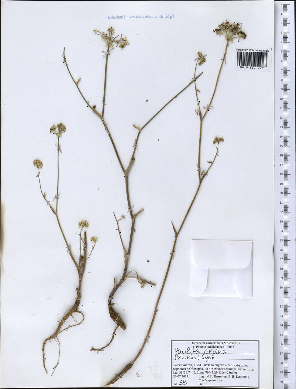 Paulita alpina (Schischk.) J. Soják, Middle Asia, Pamir & Pamiro-Alai (M2) (Tajikistan)