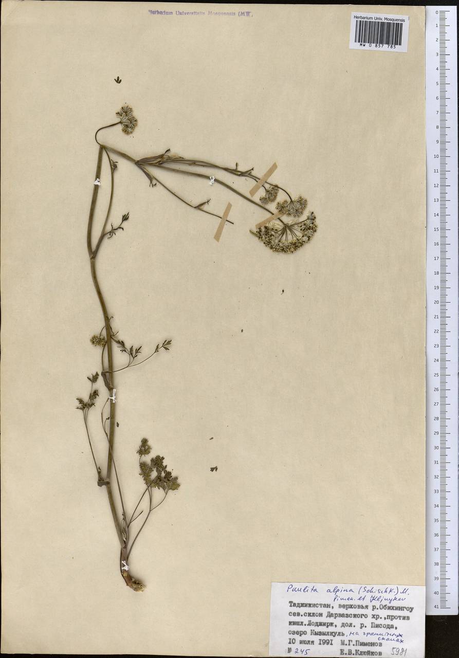 Paulita alpina (Schischk.) J. Soják, Middle Asia, Pamir & Pamiro-Alai (M2) (Tajikistan)