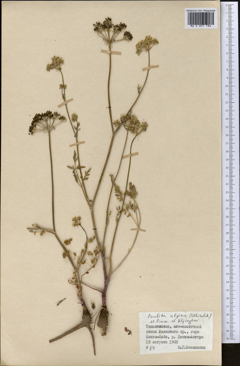 Paulita alpina (Schischk.) J. Soják, Middle Asia, Pamir & Pamiro-Alai (M2) (Tajikistan)