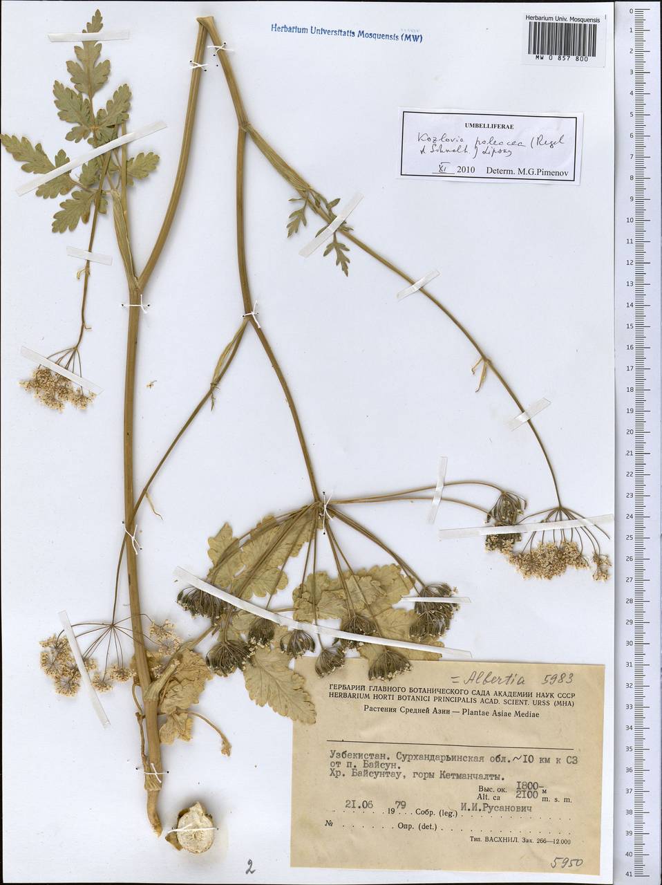 Kozlovia paleacea (Regel & Schmalh.) Lipsky, Middle Asia, Pamir & Pamiro-Alai (M2) (Uzbekistan)