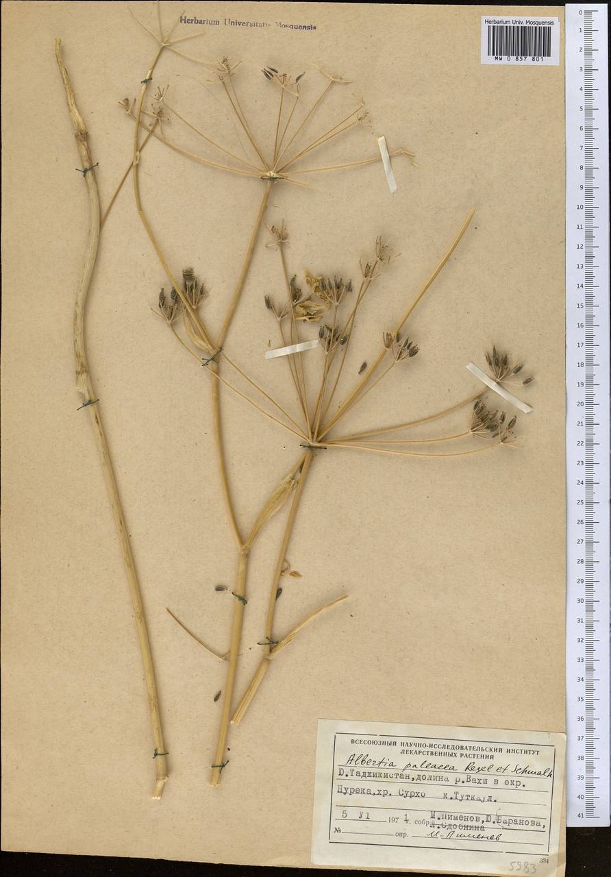 Kozlovia paleacea (Regel & Schmalh.) Lipsky, Middle Asia, Pamir & Pamiro-Alai (M2) (Tajikistan)