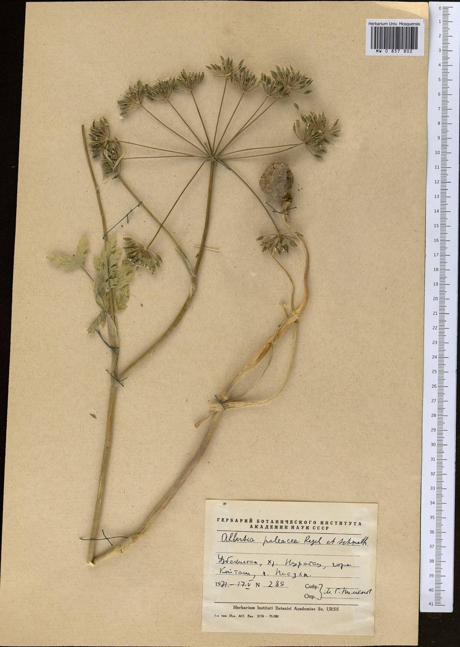 Kozlovia paleacea (Regel & Schmalh.) Lipsky, Middle Asia, Pamir & Pamiro-Alai (M2) (Uzbekistan)