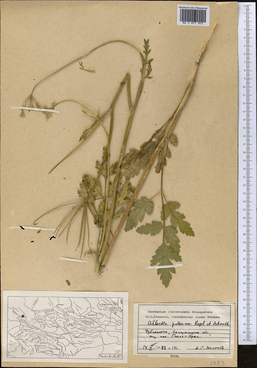 Kozlovia paleacea (Regel & Schmalh.) Lipsky, Middle Asia, Pamir & Pamiro-Alai (M2) (Kyrgyzstan)
