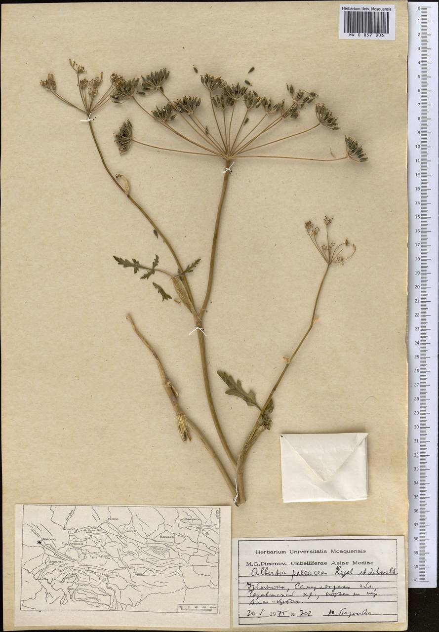 Kozlovia paleacea (Regel & Schmalh.) Lipsky, Middle Asia, Pamir & Pamiro-Alai (M2) (Uzbekistan)