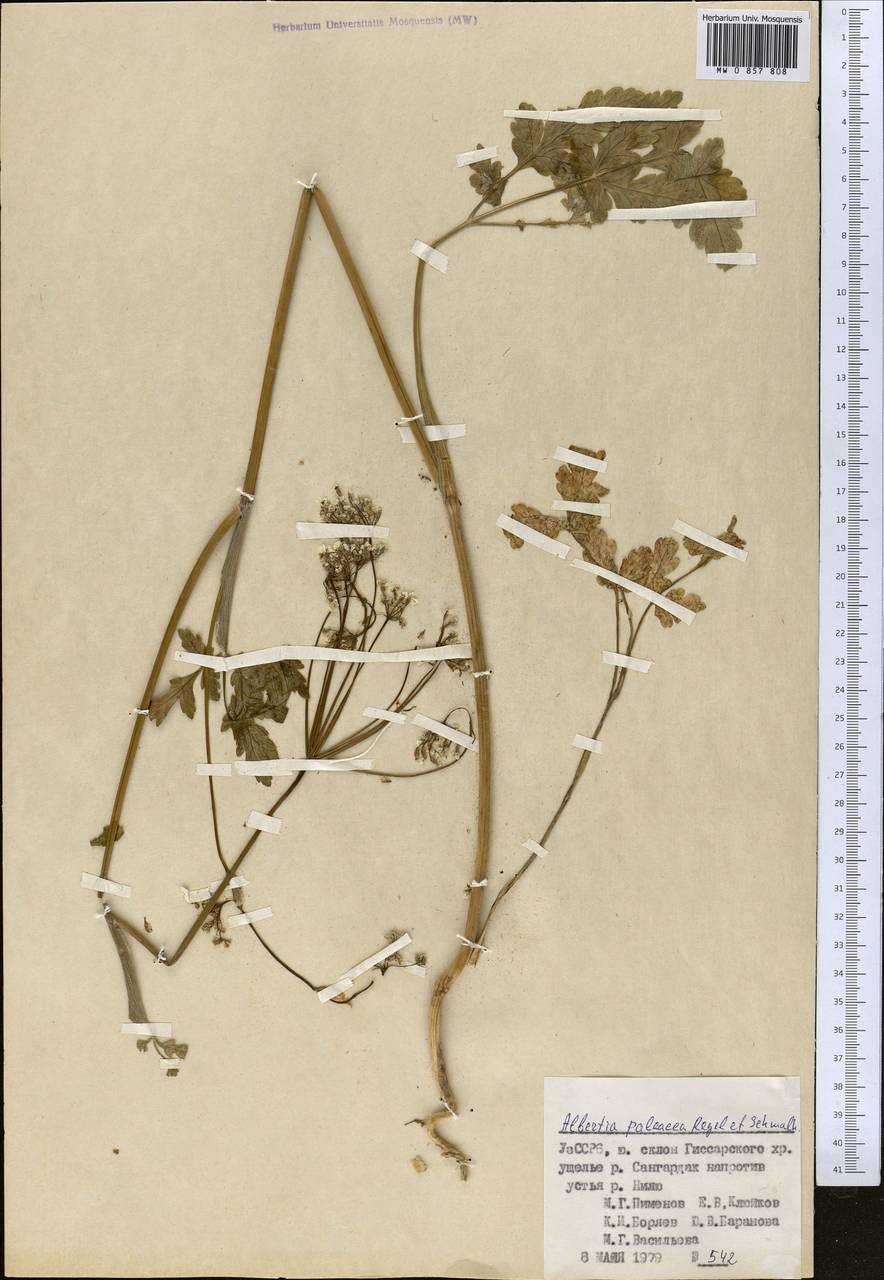 Kozlovia paleacea (Regel & Schmalh.) Lipsky, Middle Asia, Pamir & Pamiro-Alai (M2) (Uzbekistan)