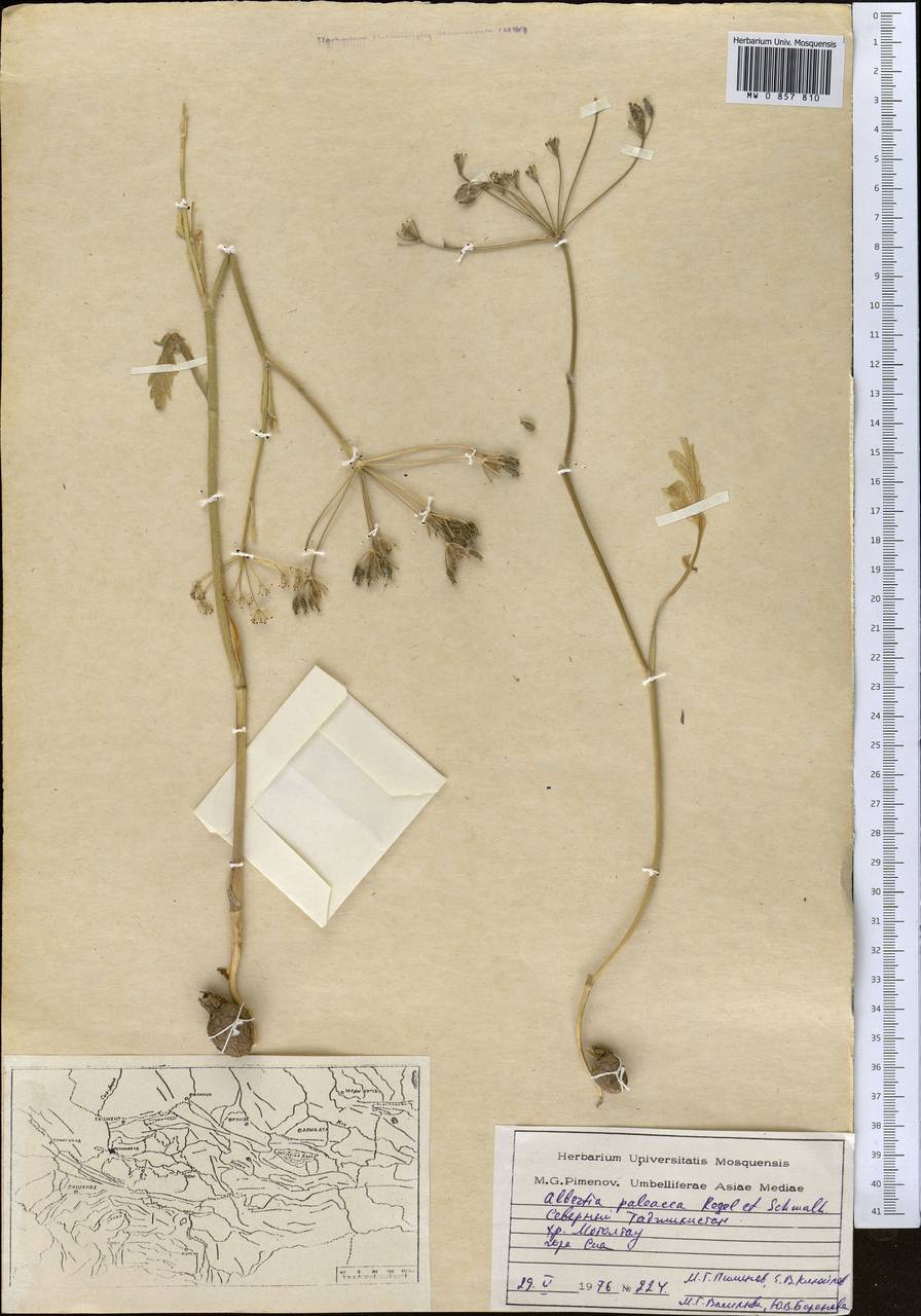 Kozlovia paleacea (Regel & Schmalh.) Lipsky, Middle Asia, Western Tian Shan & Karatau (M3) (Tajikistan)