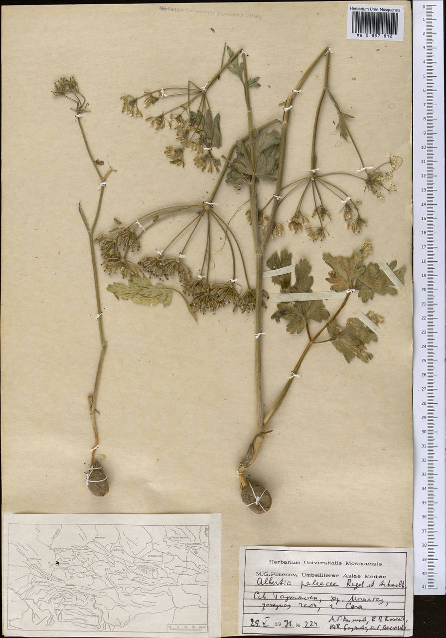 Kozlovia paleacea (Regel & Schmalh.) Lipsky, Middle Asia, Western Tian Shan & Karatau (M3) (Tajikistan)