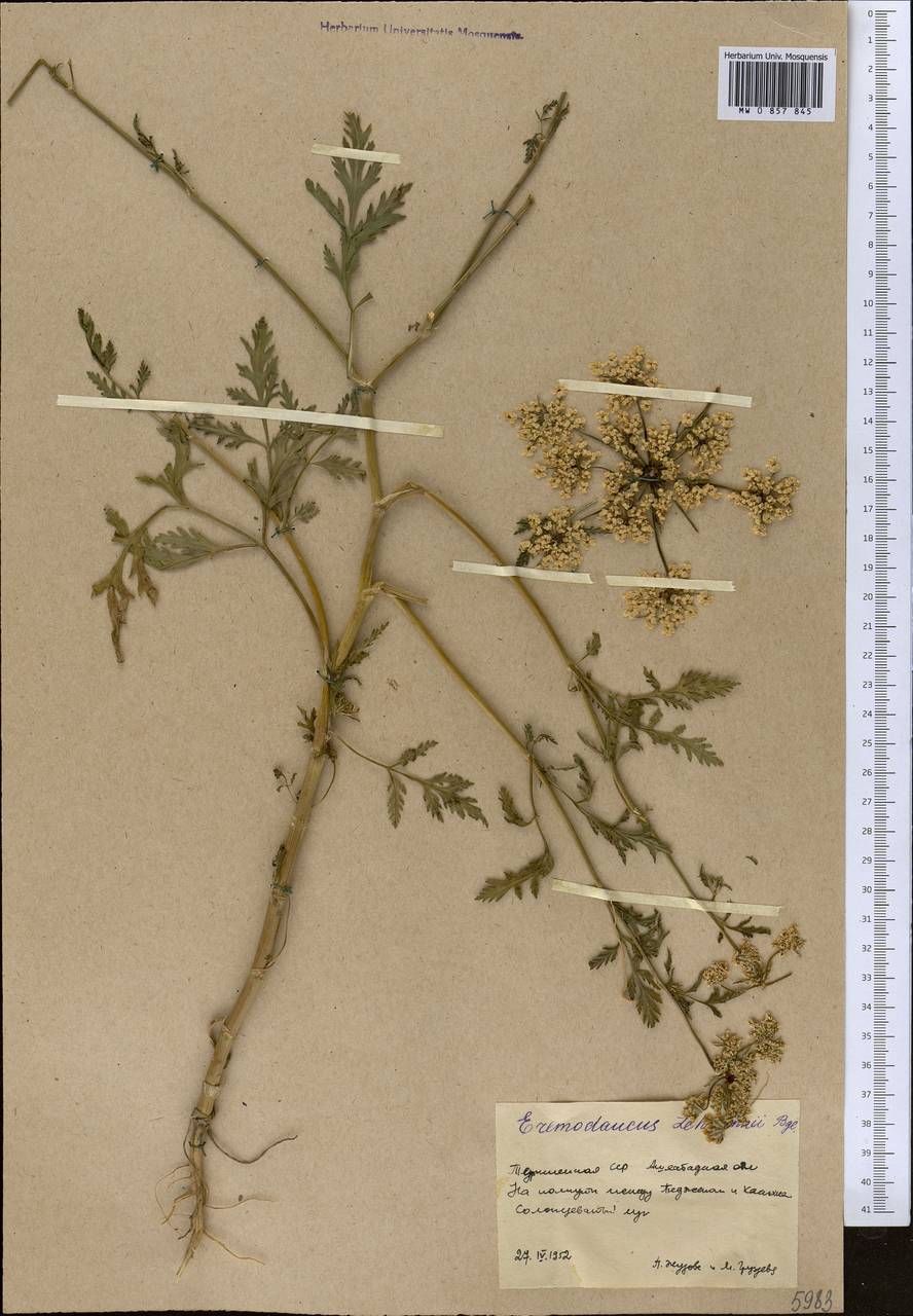 Eremodaucus lehmannii Bunge, Middle Asia, Karakum (M6) (Turkmenistan)
