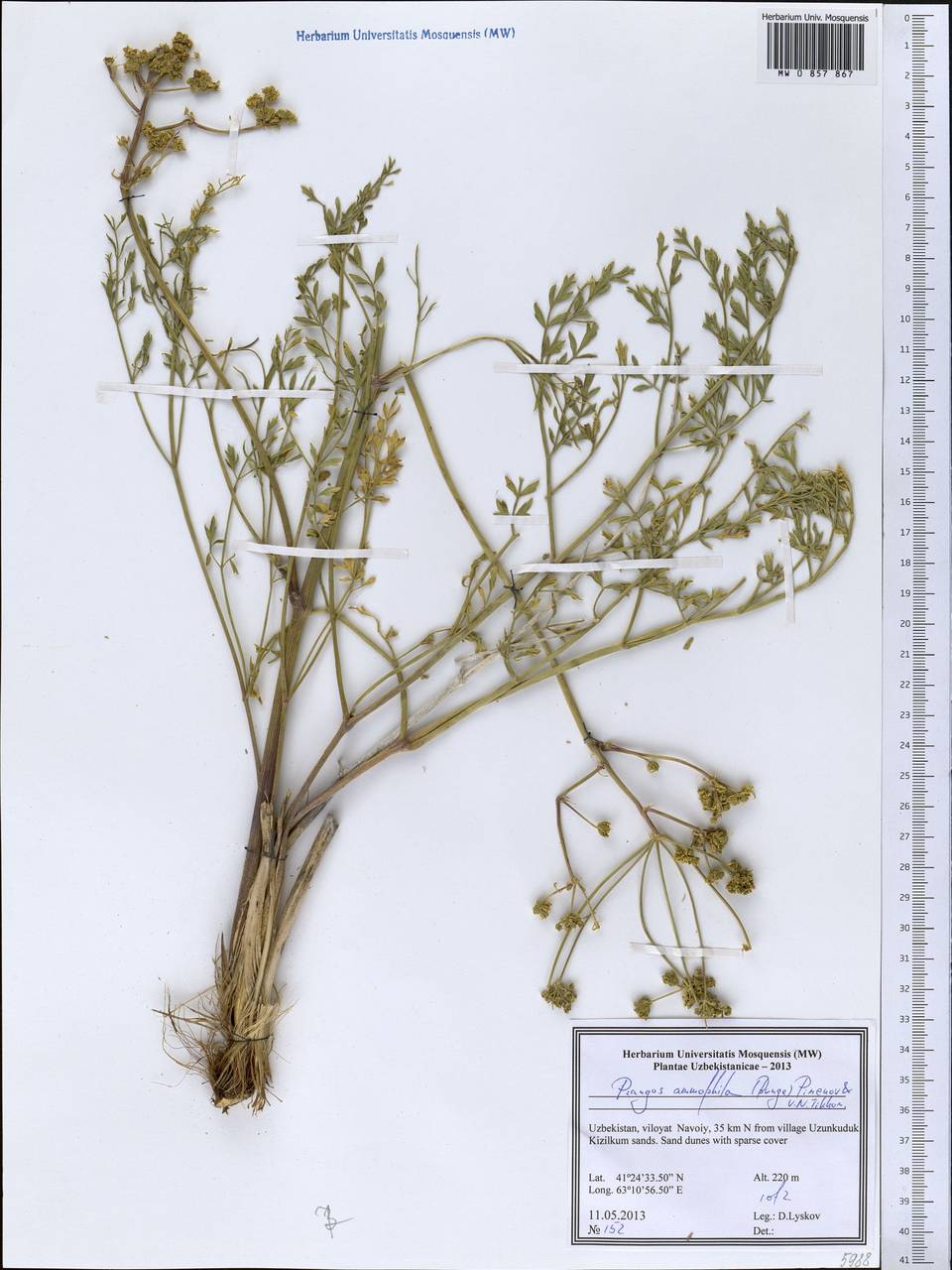 Prangos ammophila (Bunge) Pimenov & V. N. Tikhom., Middle Asia, Syr-Darian deserts & Kyzylkum (M7) (Uzbekistan)