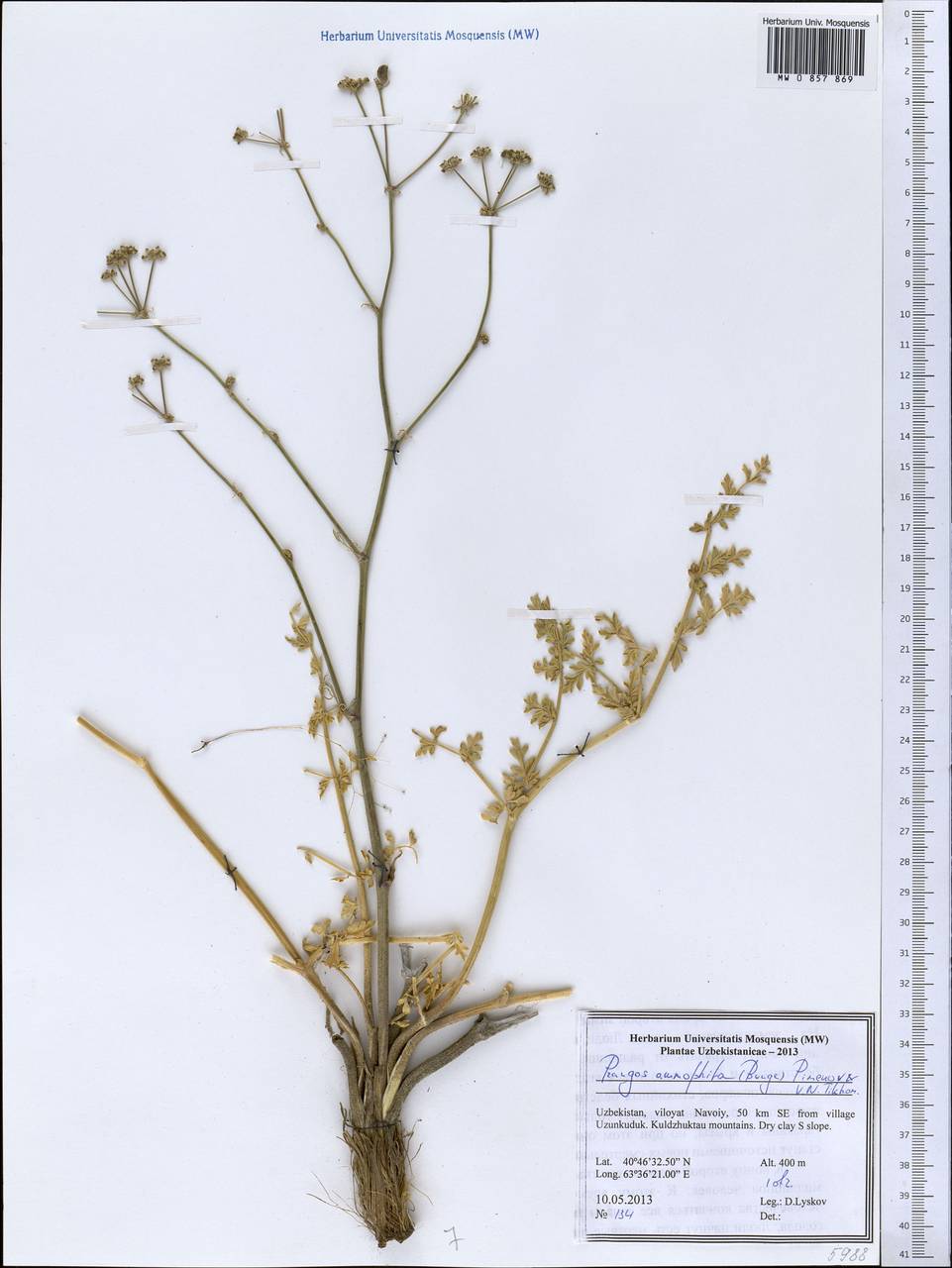 Prangos ammophila (Bunge) Pimenov & V. N. Tikhom., Middle Asia, Syr-Darian deserts & Kyzylkum (M7) (Uzbekistan)