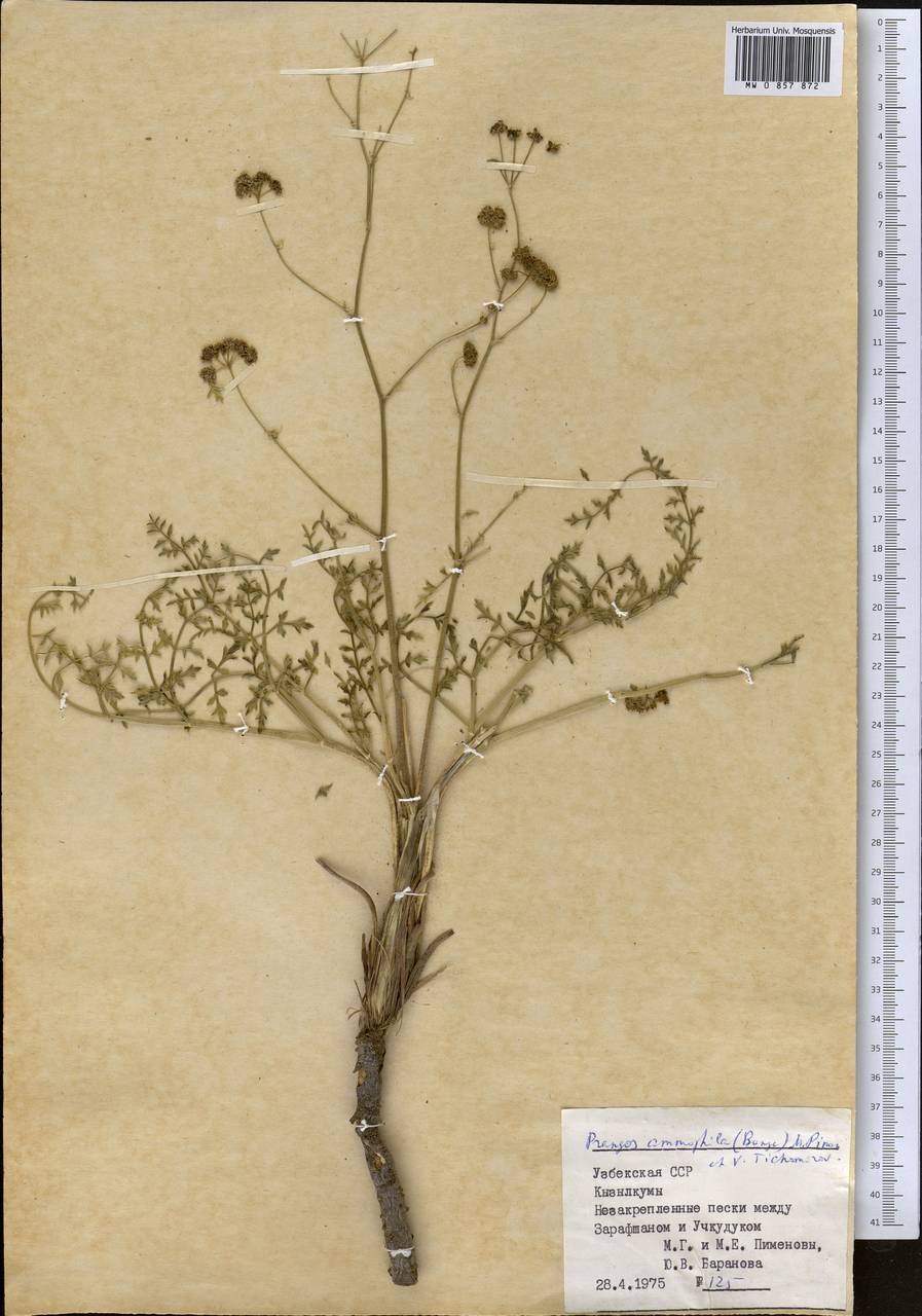 Prangos ammophila (Bunge) Pimenov & V. N. Tikhom., Middle Asia, Syr-Darian deserts & Kyzylkum (M7) (Uzbekistan)