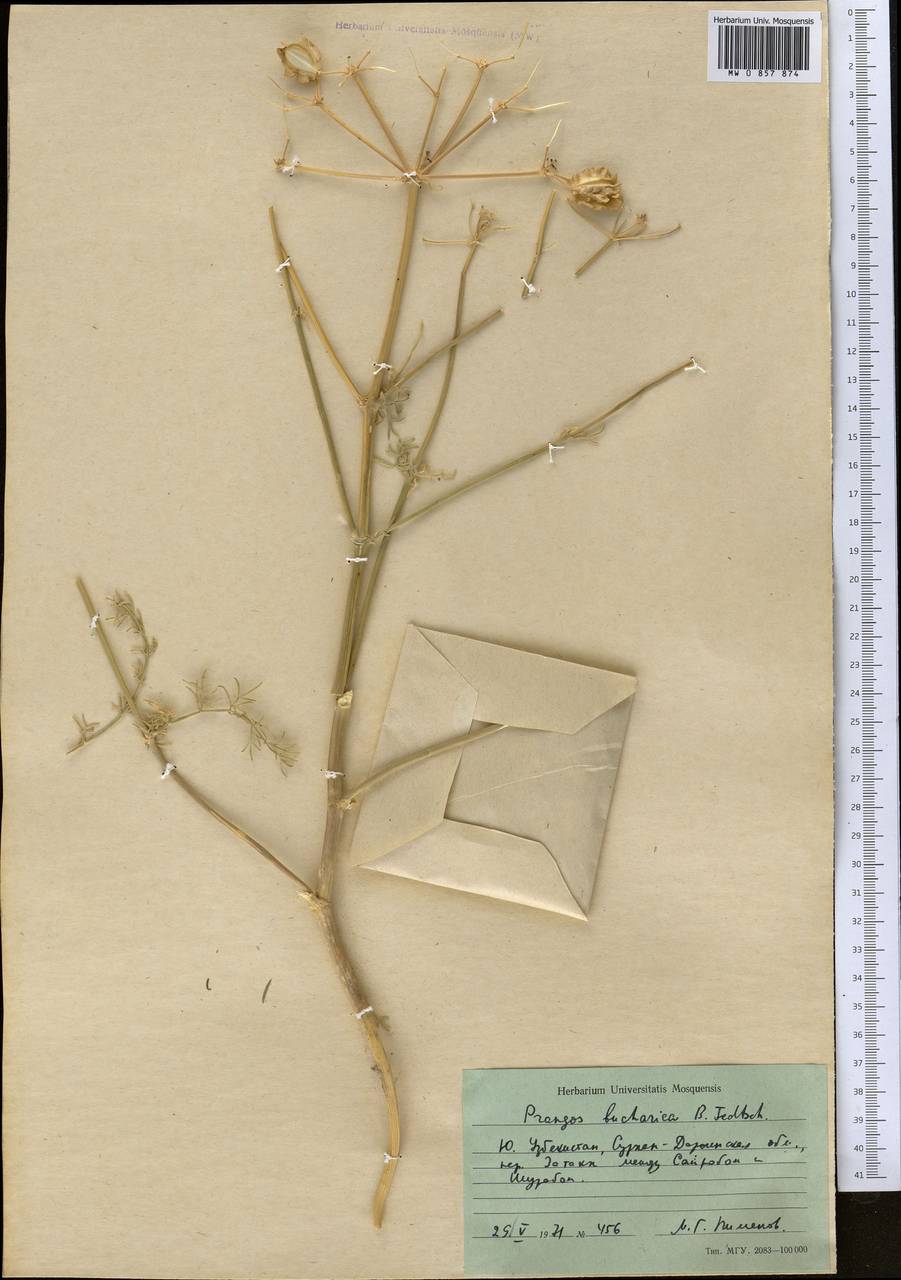 Prangos bucharica B. Fedtsch., Middle Asia, Pamir & Pamiro-Alai (M2) (Uzbekistan)