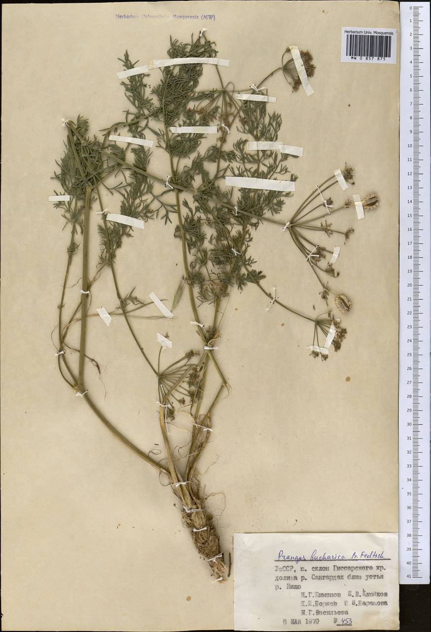 Prangos bucharica B. Fedtsch., Middle Asia, Pamir & Pamiro-Alai (M2) (Uzbekistan)