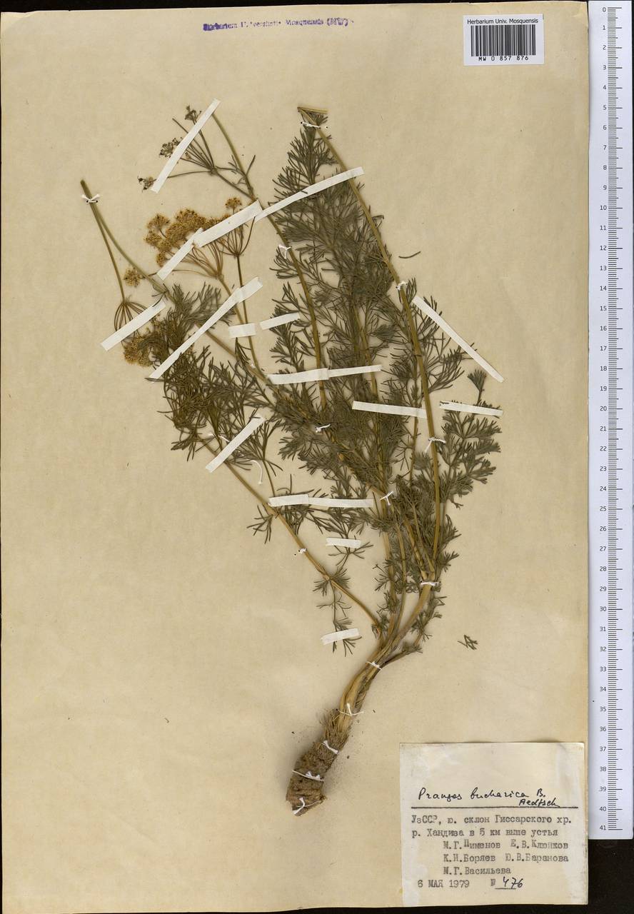 Prangos bucharica B.Fedtsch., Middle Asia, Pamir & Pamiro-Alai (M2) (Uzbekistan)