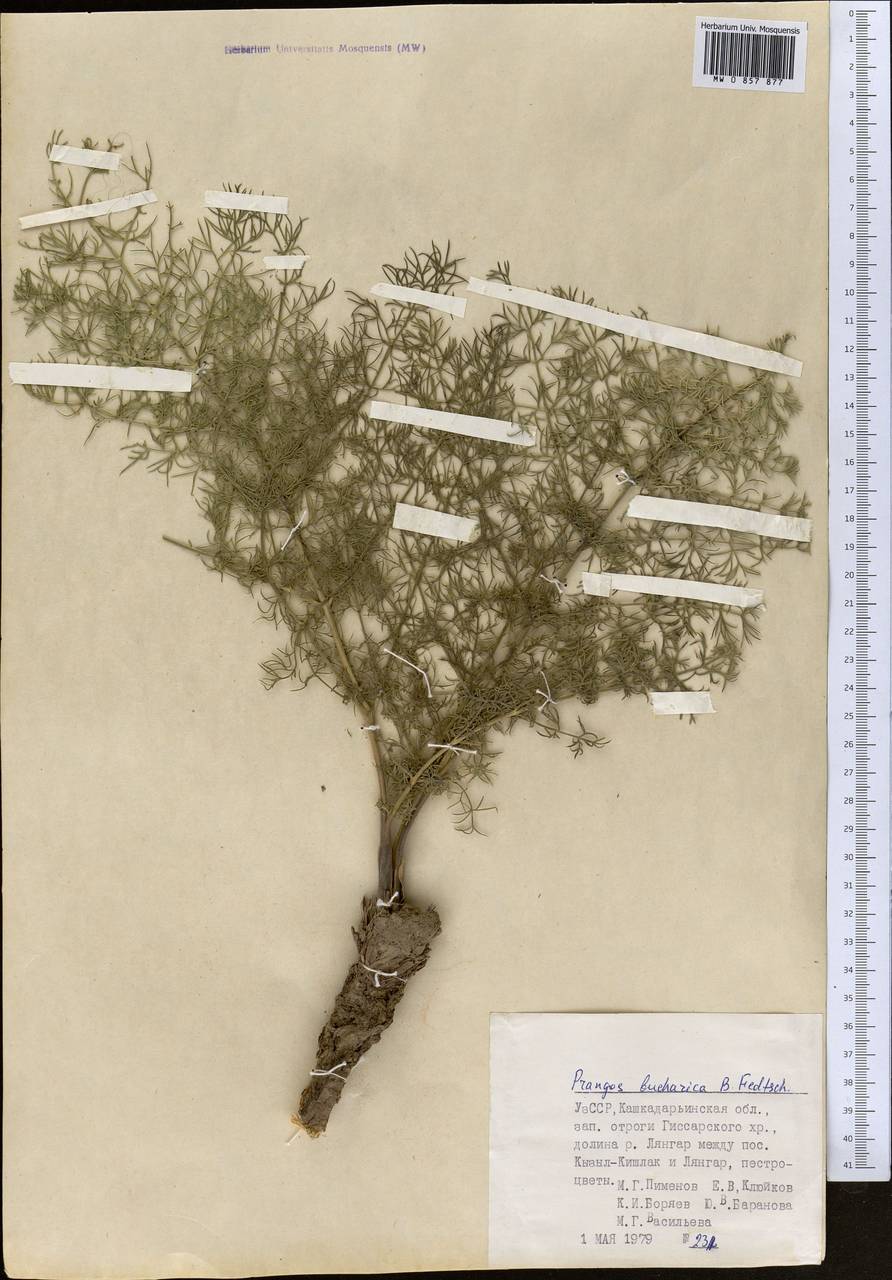 Prangos bucharica B. Fedtsch., Middle Asia, Pamir & Pamiro-Alai (M2) (Uzbekistan)